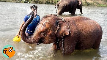 Little Elephant Was So Scared Until Man Stepped In To Rescue Her | Cuddle Buddies