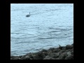Killer Whales beach dolphin