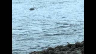 Killer Whales beach dolphin