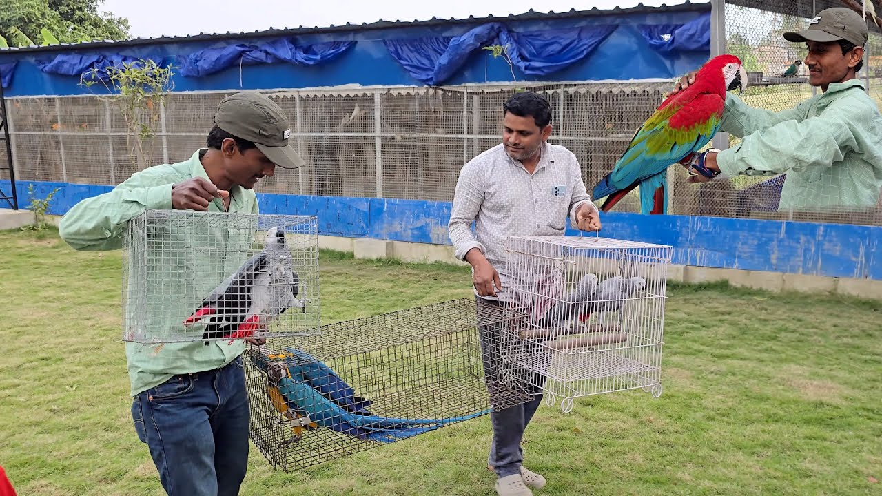 Permanent Breeding Setup Ready | African Grey, Macaw, Cockatoo & Amazon Parrots