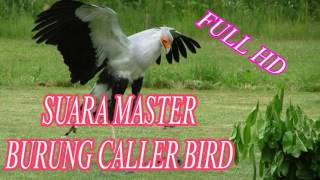 DOWNLOAD SUARA MASTERAN BURUNG CALLER BIRD FULL HD