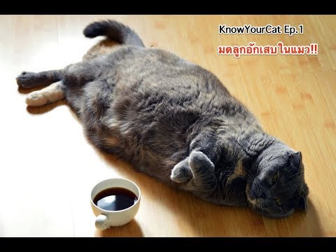 วีดีโอ: เนื้องอกของช่องคลอดในแมว