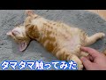 子猫のタマタマ触ってみた