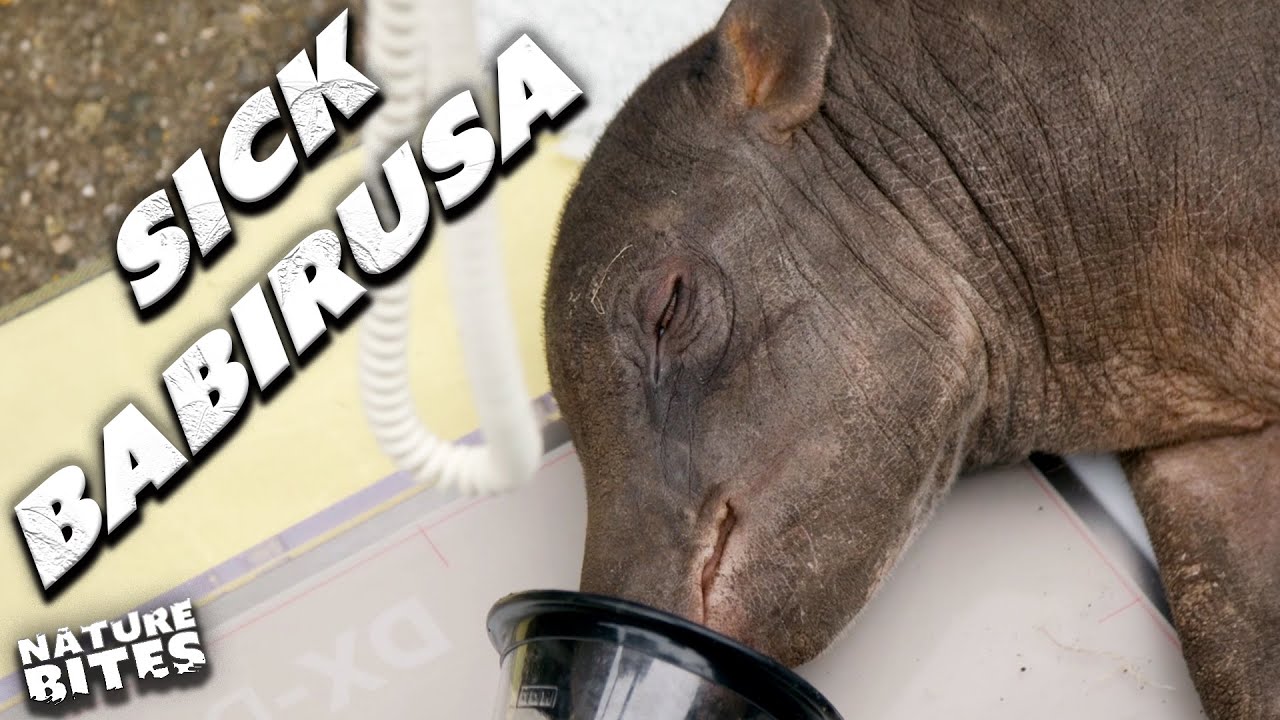 Will This Sick Babirusa Pull Through? | The Secret Life of The Zoo | Nature Bites