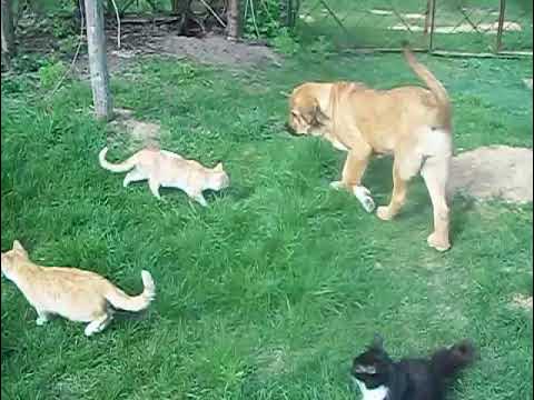 Попрыгушки - YouTube