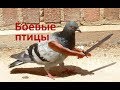 Боевые птицы. ТОП!!! приколы