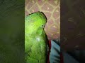 Parrot Talkinganimal Talkingparot Nonstoptalkingparrot Talkingbird Cute