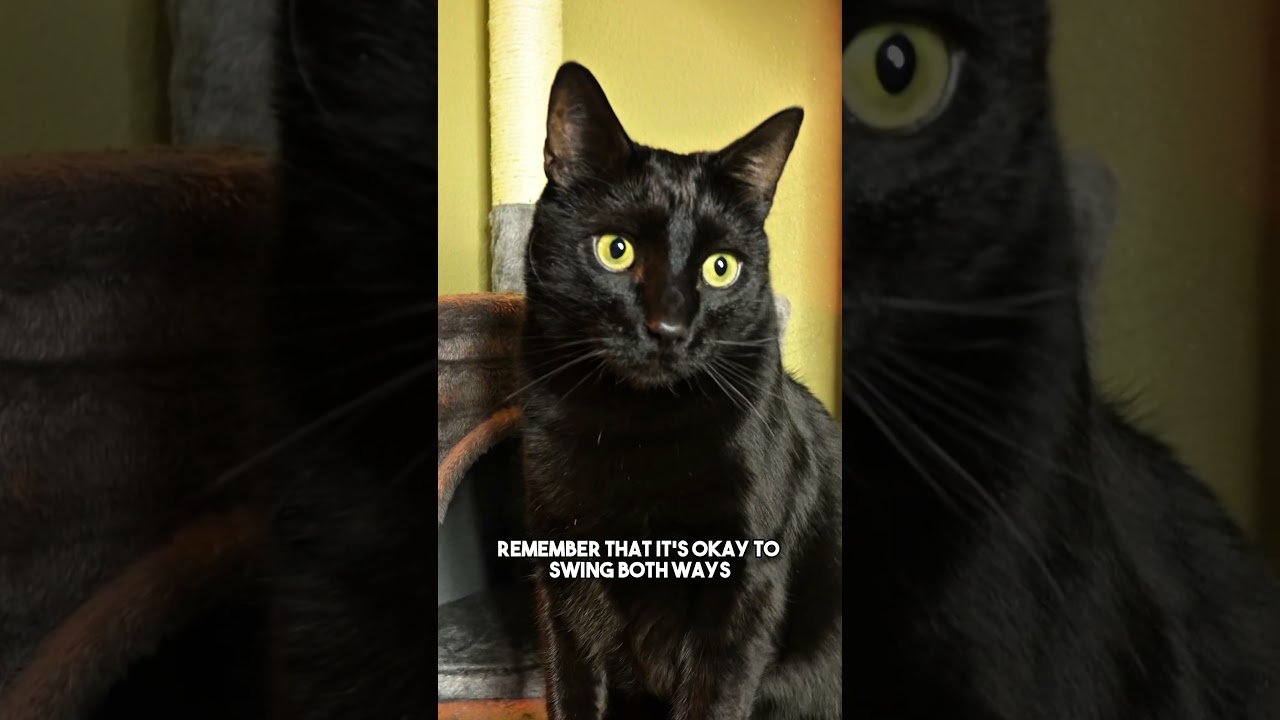 Both are okay❤️ #funny #sacrasm #joke #blackcat #catsofyoutube #shorts