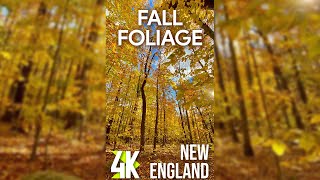 Autumn Colors of Forest + Calming Nature Sound for Vertical Screens - 4K Fall Foliage in New England