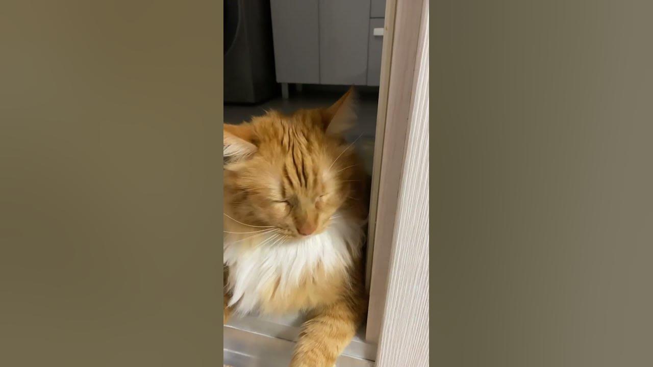 Кот симба #симбочкапимпочка #миленькийкотик - YouTube