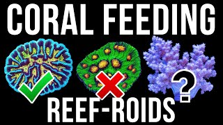 Feeding Corals Reef Roids - Will They Eat?