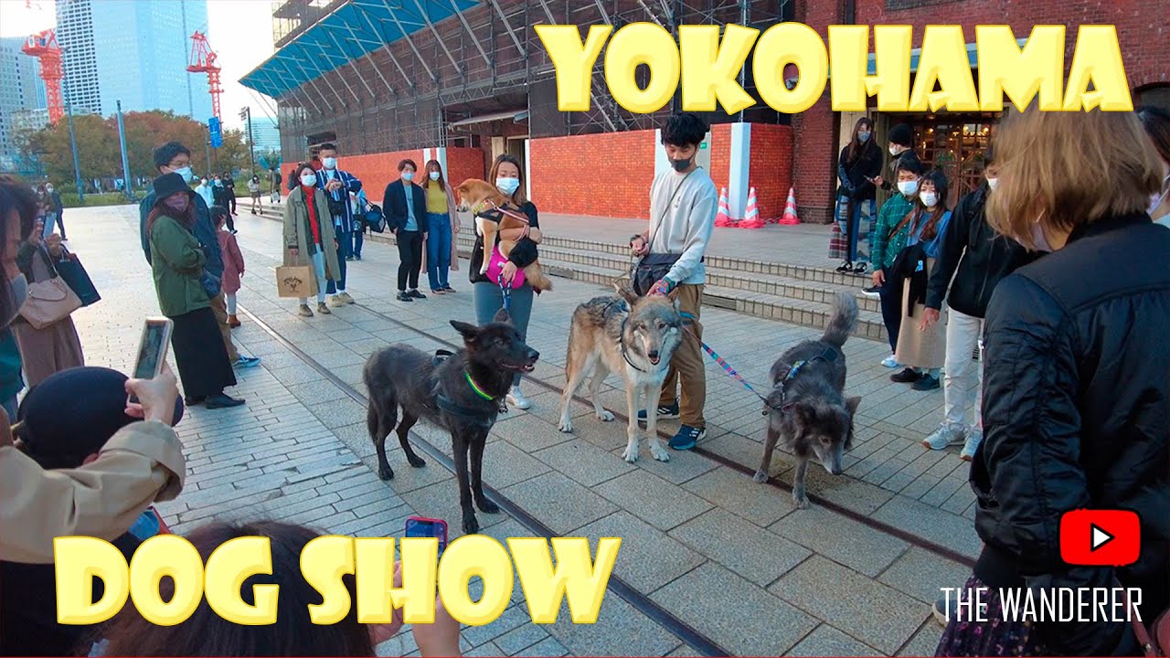 Dog show in Yokohama / Original sound / Japan 4K