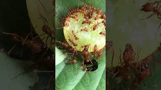 Flo’s Atta cephalotes