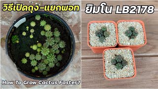 วิธีปลูกแคคตัสยิมโน LB2178 ให้โตเร็วๆ แยกพอทเพาะเมล็ดแบบปิด l How To Grow Baby Cactus Faster?
