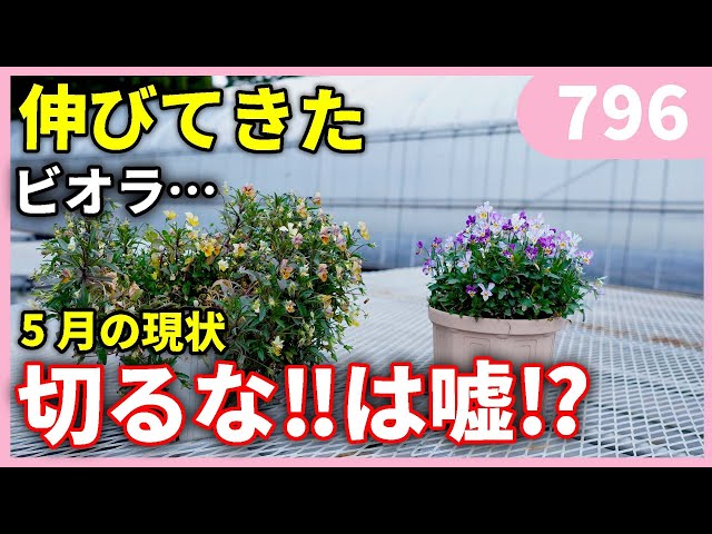 Announcement of the results of cutting back violas and