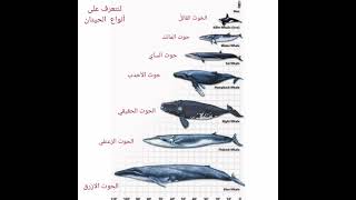 انواع الحيتان