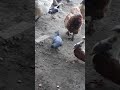 Hranirea porumbeiilor vara🕊🕊