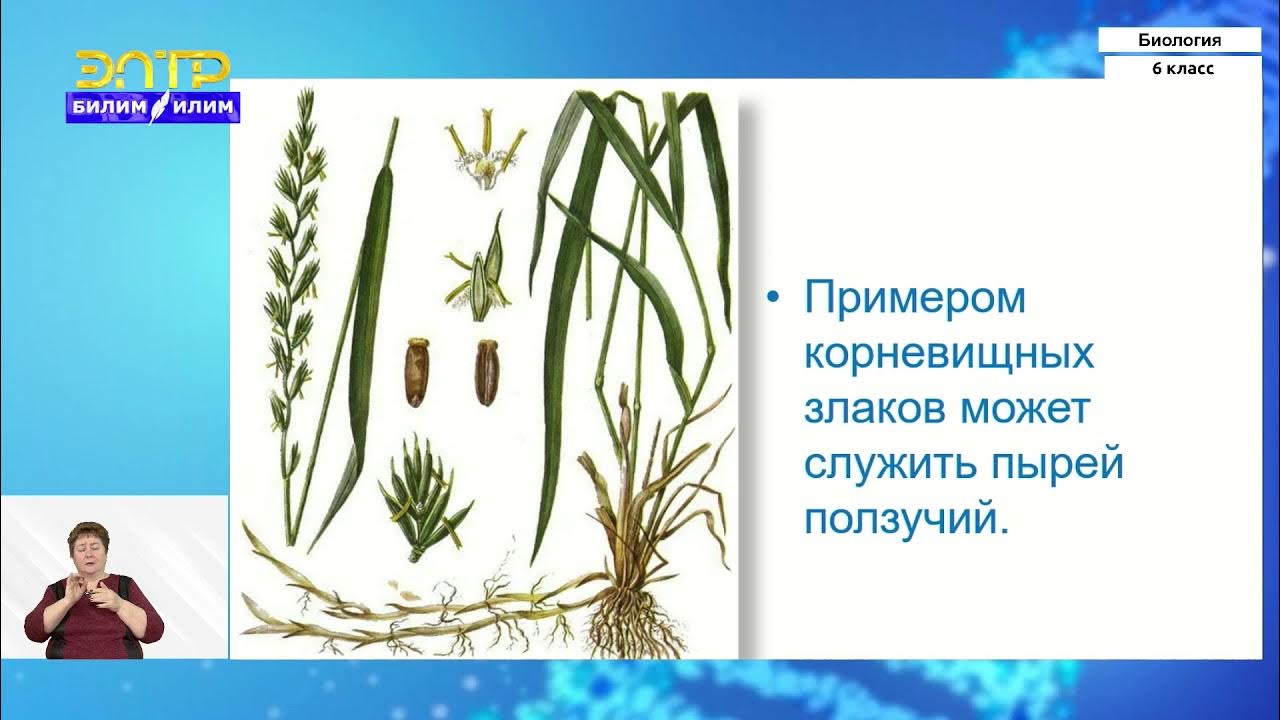 Тест биология 7 класс однодольные. Семейство злаки видеоурок. Семейство злаковых 6 класс биология. Бамбук семейство Лилейные или злаковые. Биология 7 класс параграф 33 злаковые видео урок.