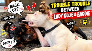 Trouble Between Lady Ollie & Baddie 😱🐶 | What Happened Between Them?