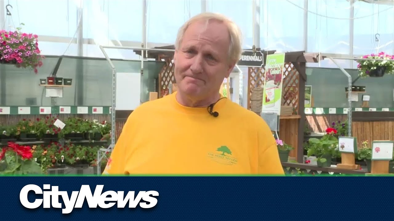 Business starting to blossom at local garden centres YouTube