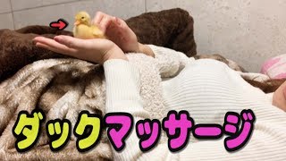 【コールダック】ねぎま王子をマッサージ
