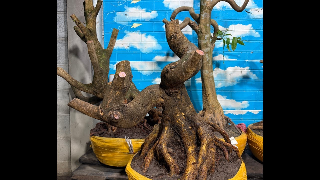 Bi MAI VÀNG MIỀN TÂY đang phát trực tiếp!096.96.56.734