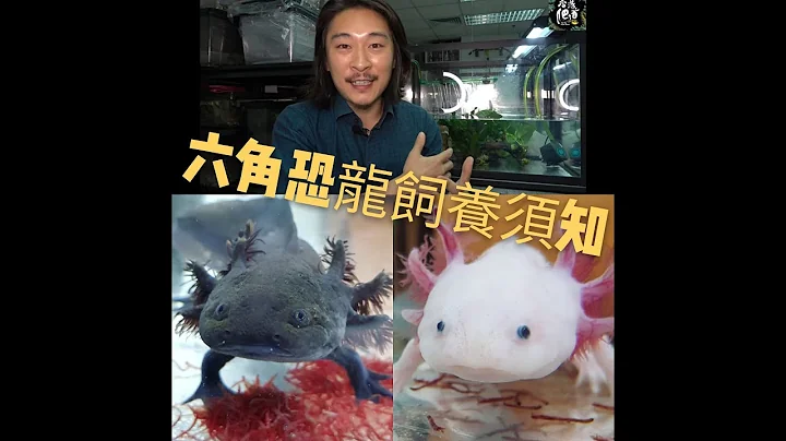 《香港爬道》(中文字幕)六角恐龙饲养须知! 考虑饲养之前必睇! - 天天要闻