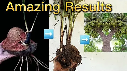 Amazing Results of Grafting Wonderful Technique Discovery How Grafting Coconut trees Grow faster2023