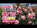 2026年5月2日 京成バラ園|春バラ咲き始め!見頃はこれから | Early Spring Roses in Japan (4K)