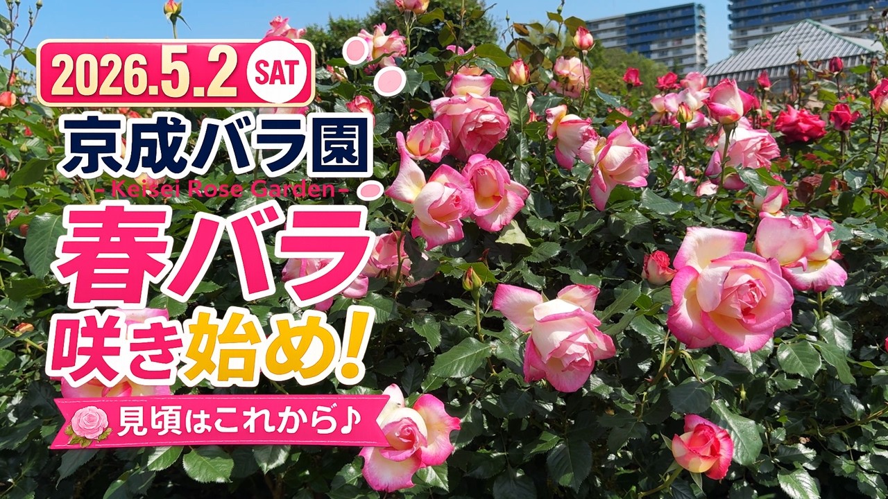 2026年5月2日 京成バラ園｜春バラ咲き始め！見頃はこれから | Early