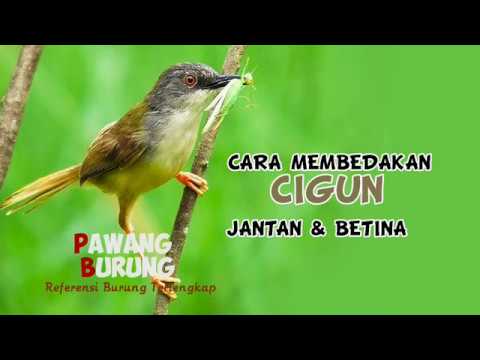 CIRI BURUNG CIBLEK GUNUNG JANTAN BETINA YouTube