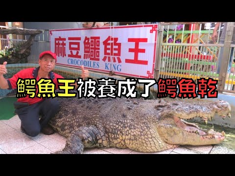 全球最大的鱷魚王，被黑心動物園養成了鱷魚乾！｜鱷魚小河｜叉雞