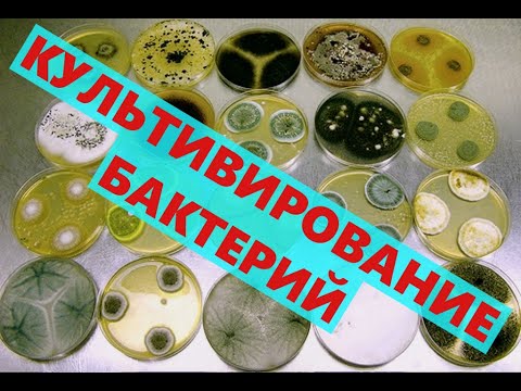 Культивирование Бактерий .