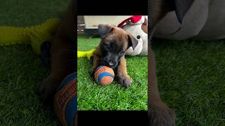 Malinois Puppy 03 Months #puppy #dog #doglife