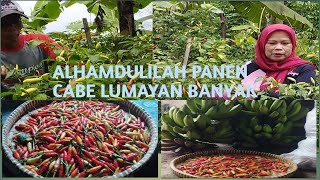 PETIK CABE RAWIT DAN BUAH PISANG DI PERKEBUNAN