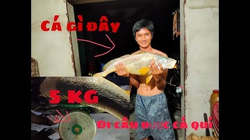 Giăng câu đêm bất ngờ được cá sủ vàng quý hiếm