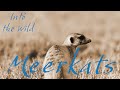 Wild Animals in Nature - Meerkats