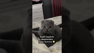 Gri Kedi Cinsleri Bı Başka Gôk Taşı