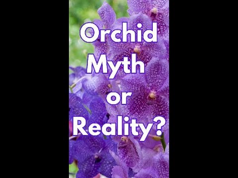 Mist Your Orchids