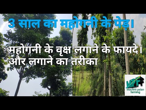 वीडियो: सकुरा का पेड़ कैसे खींचना है