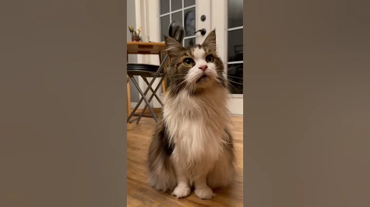 Video 8220861: mainecoon, pets catlover kitty