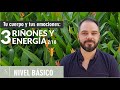 Riñones y energía - Tu cuerpo y tus emociones - Shivagam