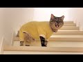 朝になるとごはんが待ちきれなくて急にお喋りになる保護猫がかわいすぎます…