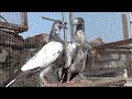 Baby pigeonspakistan pigeons club 