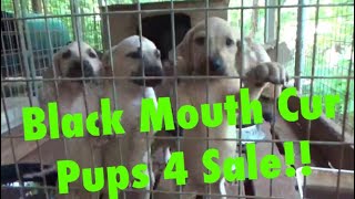 BLACKMOUTH CUR PUPPIES FOR SALE at Hollis Farms