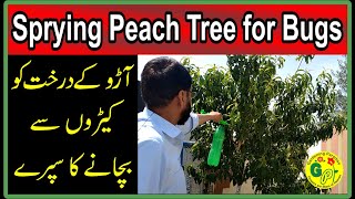 Spraying Peach Trees for Bugs | Time To Spray The Fruit Trees With Natural Homemade Bug Repellent