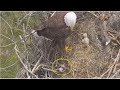Swfl eagles  m15 removes egg2 from nest bowl  explanation on what may have happened to egg2 1224