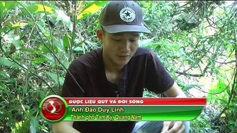 Dược Liệu Quý & Đời Sống: Lan Kim Tuyến, Lan Gấm