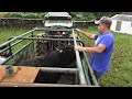 Wild Bulls - JAF Cattle Ranch - Terceira Island - Azores