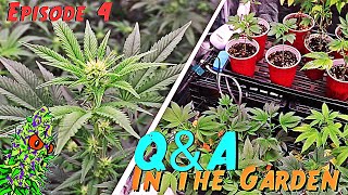 Q&A | In The Garden | (Episode 4)